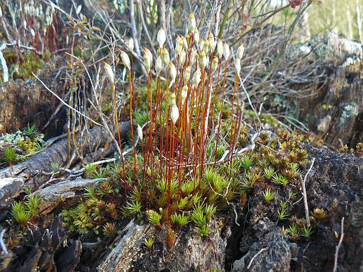 Moss sporophytes, Qualicum Beach.jpg - Awned haircap moss ( Polytrichum piliferum ), Qualicum Beach, Vancouver Island
